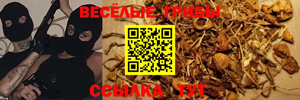 Псилоцибиновые грибы Psilocybine cubensis Жуковский